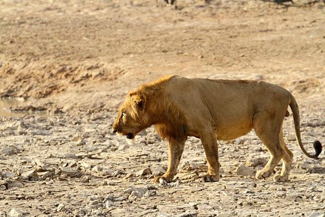 Sólo quedan 406 leones en libertad en el África Occidental - Abadía Digital